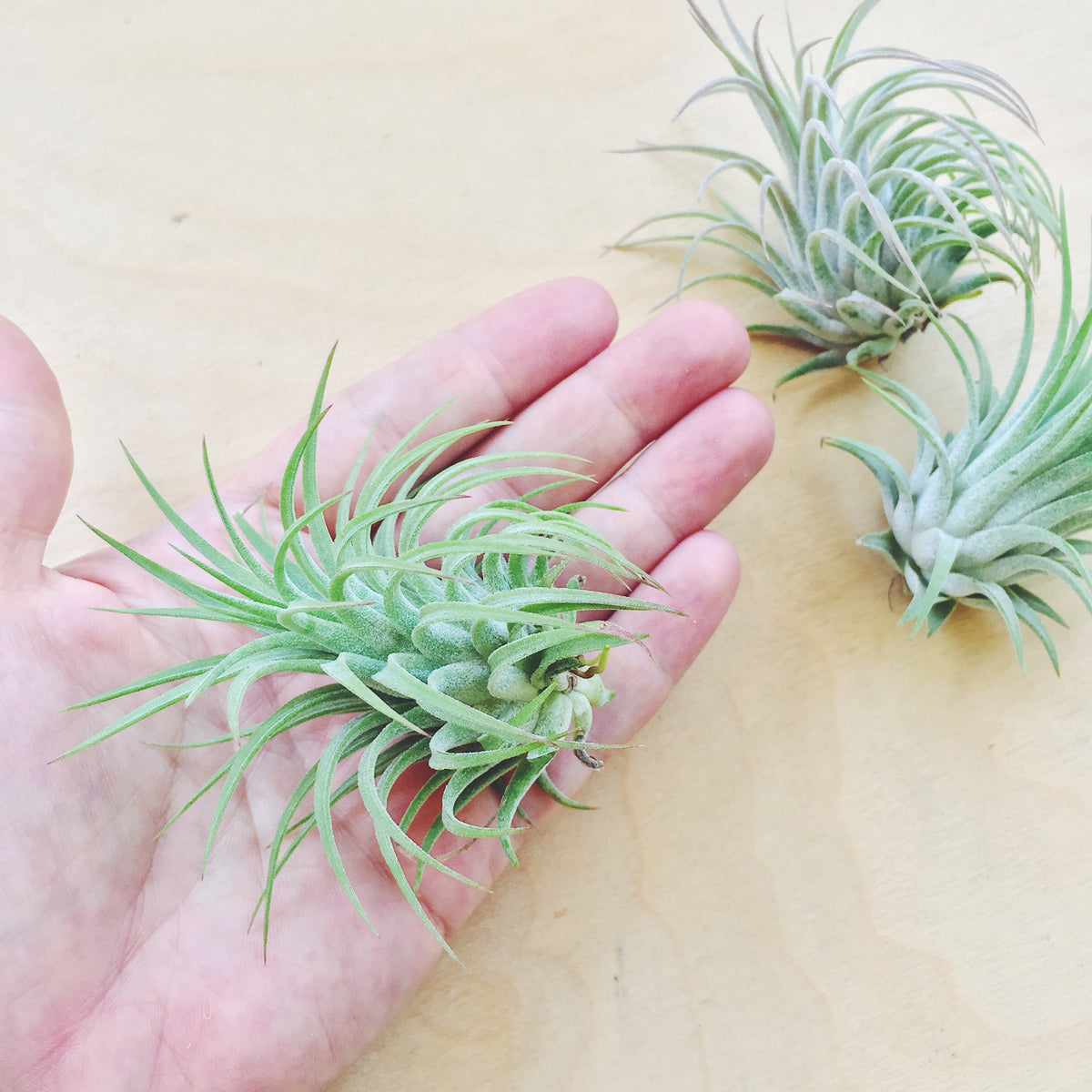 Hanging Triangles x2 Air Plant Hanger – Wildly Urban