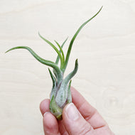 Wild Air Plant - Tillandsia Medusae - Small