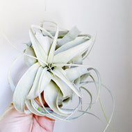 Wild Air Plant - Tillandsia Xerographica - Xtra Small