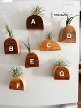 Air Plant Magnet