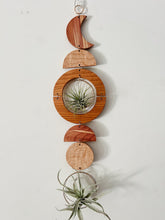 Air Plant Wall Art - extended gOlden hOur no.041