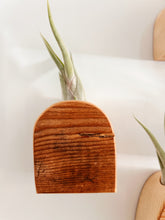 Air Plant Magnet