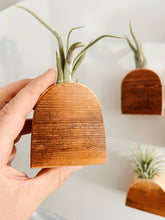 Air Plant Magnet