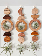 Air Plant Wall Art - extended gOlden hOur no.041