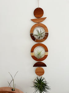 Air Plant Wall Jewelry - extended gOlden hOur no.033