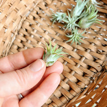 Wild Air Plant - Ionantha Guatemala - Mini