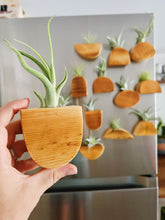 Air Plant Magnet