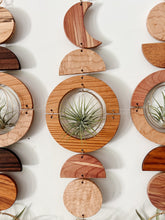 Air Plant Wall Art - extended gOlden hOur no.041