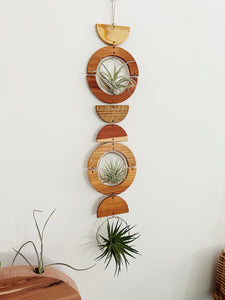 Air Plant Wall Jewelry - extended gOlden hOur no.034