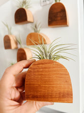 Air Plant Magnet