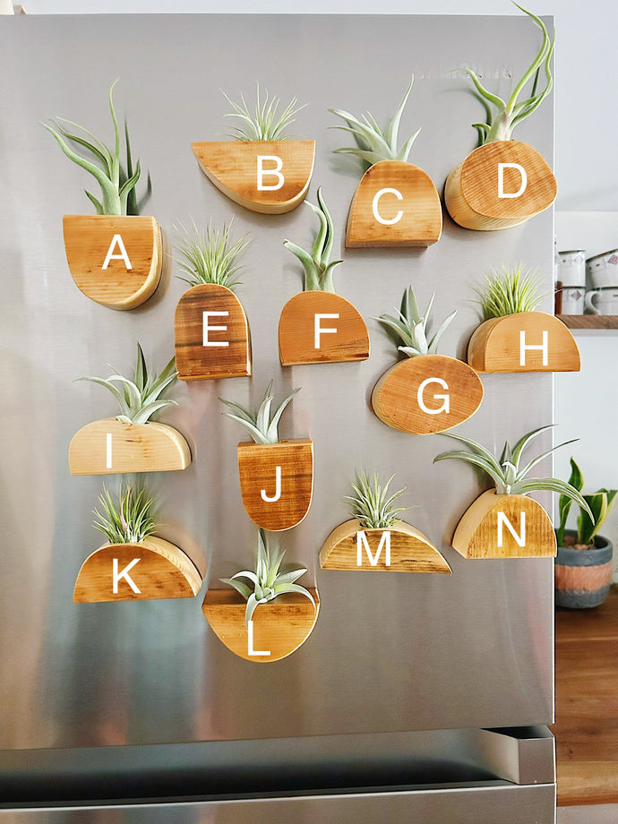 Air Plant Magnet