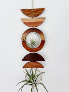 Air Plant Wall Jewelry - extended gOlden hOur no.039