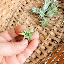 Wild Air Plant - Ionantha Guatemala - Mini