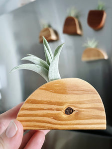 Air Plant Magnet