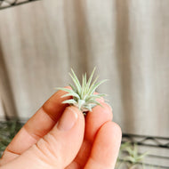 Wild Air Plant - Ionantha Guatemala - Mini