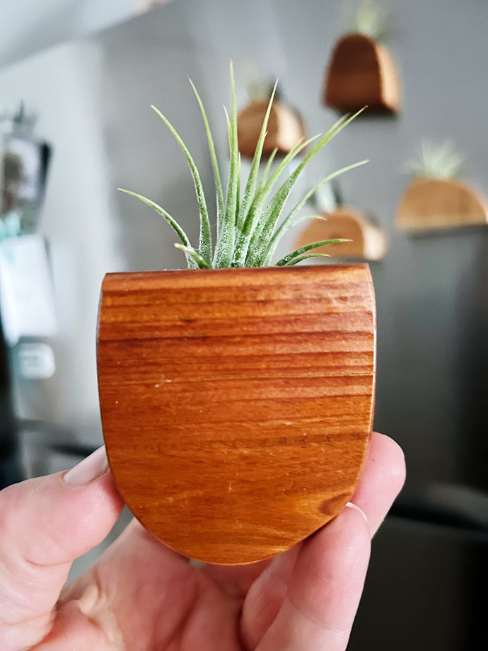 Air Plant Magnet