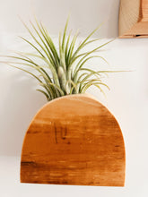 Air Plant Magnet