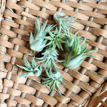 Wild Air Plant - Ionantha Guatemala - Mini