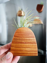 Air Plant Magnet