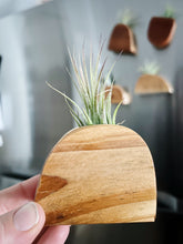 Air Plant Magnet