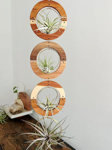 Air Plant Wall Jewelry - extended gOlden hOur no.035