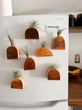 Air Plant Magnet