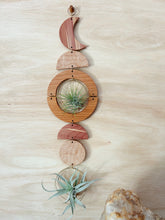 Air Plant Wall Art - extended gOlden hOur no.041