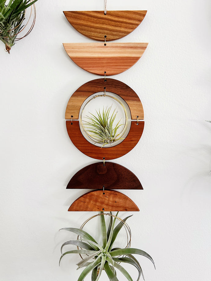 Air Plant Wall Jewelry - extended gOlden hOur no.039