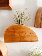 Air Plant Magnet
