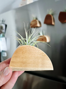 Air Plant Magnet