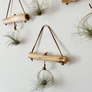 Branchin' Out - Single Air Plant Wall Hanging