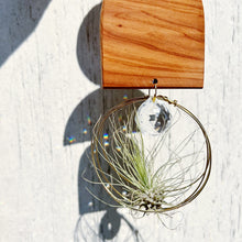 Air Plant Hanger + Suncatcher no.002 - 3pc Shapes