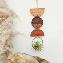 Air Plant Wall Jewelry no.247