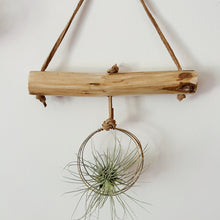 Branchin' Out - Single Air Plant Wall Hanging