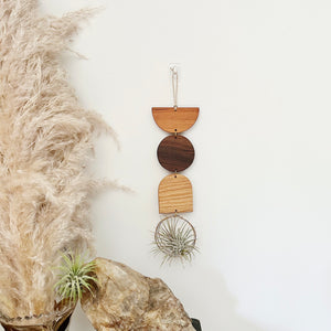 Air Plant Wall Jewelry no.249