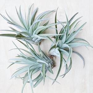 Wild Air Plant - Tillandsia Harrisii - Large