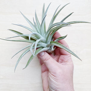 Wild Air Plant - Tillandsia Harrisii - Large