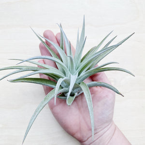 Wild Air Plant - Tillandsia Harrisii - Large