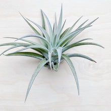 Wild Air Plant - Tillandsia Harrisii - Large