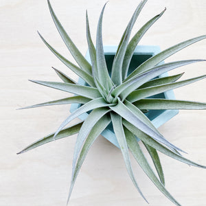 Wild Air Plant - Tillandsia Harrisii - Large