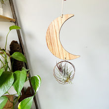 Crescent Moon Air Plant Wall Hanging