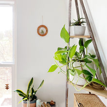 Golden hOur Air Plant Hanger