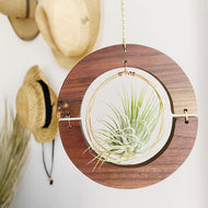 Golden hOur Air Plant Hanger