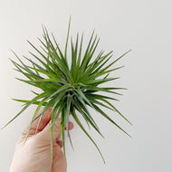 Wild Air Plant - Houston Compact - Medium