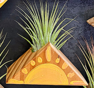 Air Plant Magnet