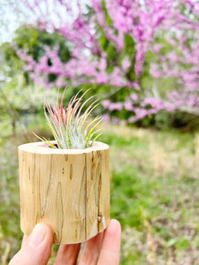 Cedar Air Plant Holder - Stumpie