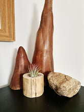 Cedar Air Plant Holder - Stumpie