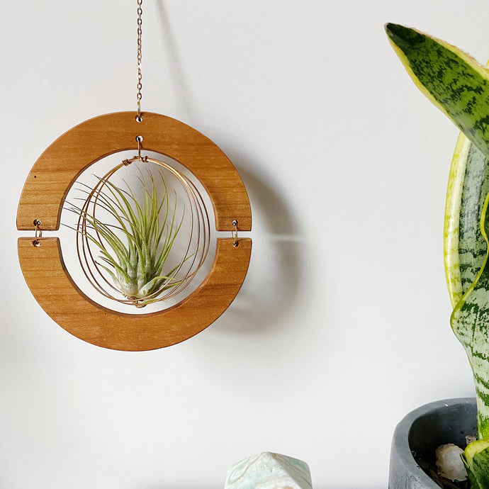 Golden hOur Air Plant Hanger