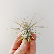 Wild Air Plant - Ionantha Guatemala - Medium
