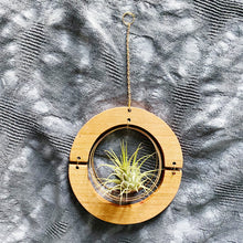 Golden hOur Air Plant Hanger